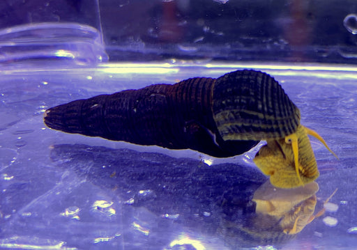 Orangene Felsenschnecke L - Tylomelania sp. aqua-teck
