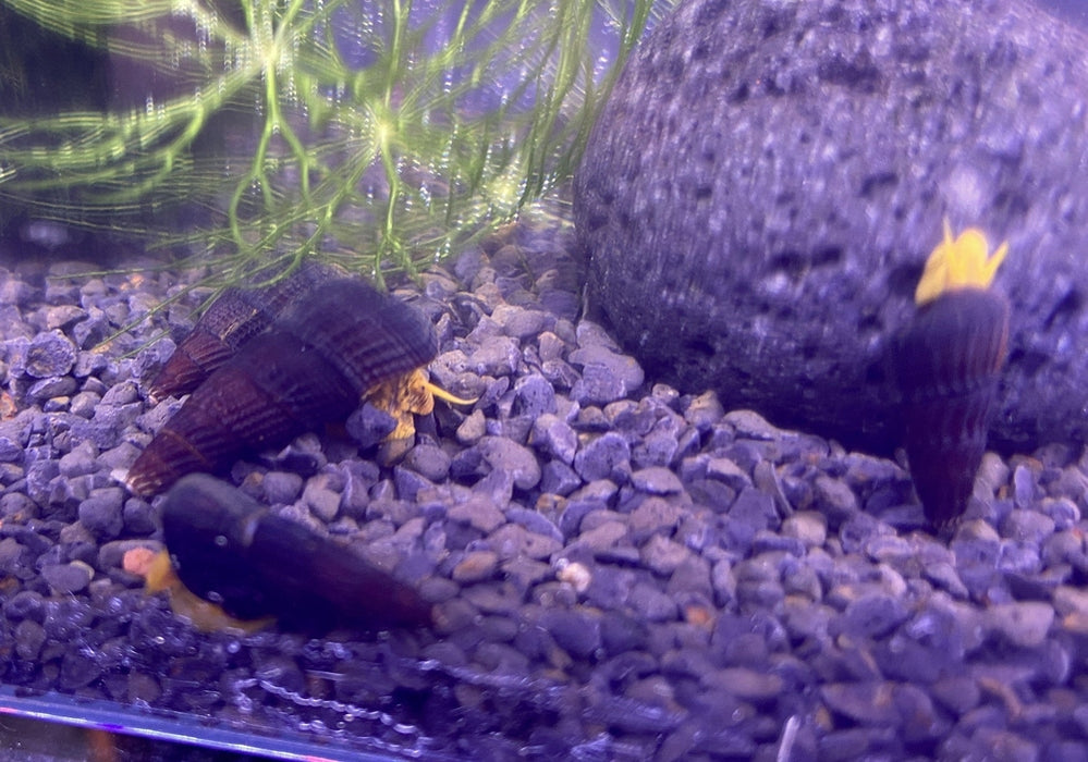 Orangene Felsenschnecke XS - Tylomelania sp. orange aqua-teck