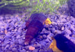 Orangene Felsenschnecke XS - Tylomelania sp. orange aqua-teck