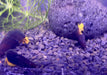 Orangene Felsenschnecke XS - Tylomelania sp. orange aqua-teck
