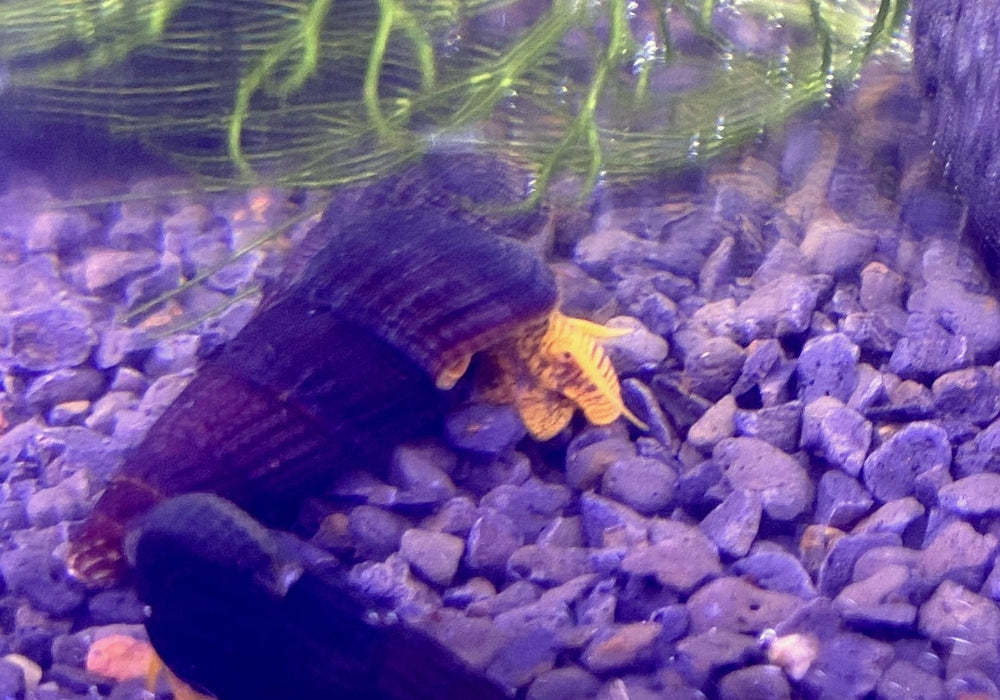 Orangene Felsenschnecke XS - Tylomelania sp. orange aqua-teck