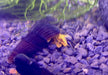 Orangene Felsenschnecke XS - Tylomelania sp. orange aqua-teck