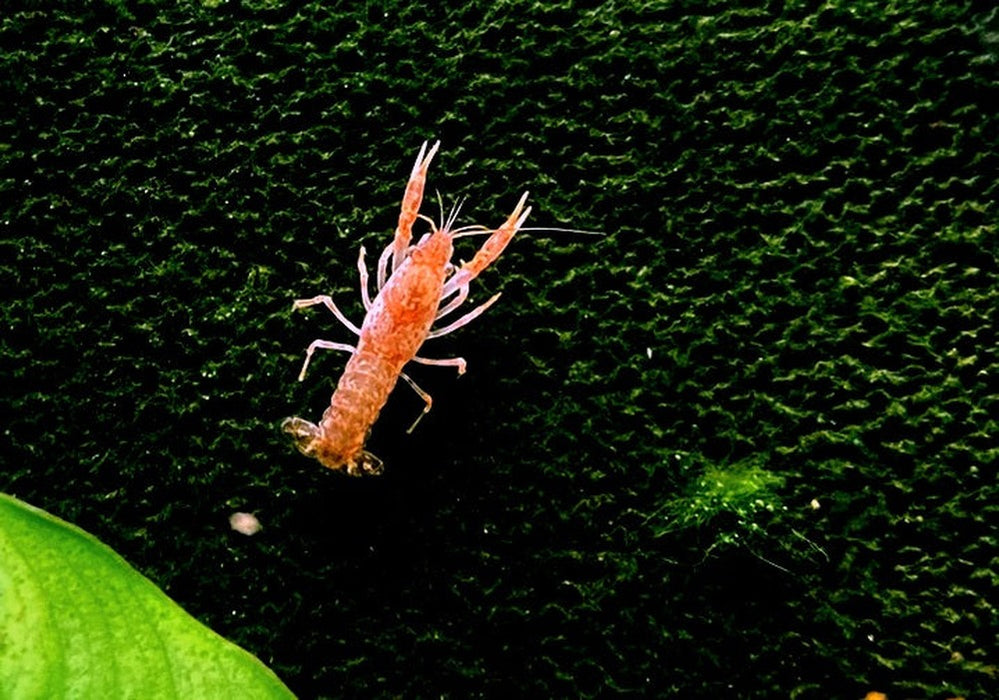 Oranger Zwergflusskrebs - Cambarellus patzcuarensis CPO aqua-teck
