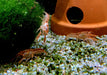 Oranger Zwergflusskrebs - Cambarellus patzcuarensis CPO aqua-teck