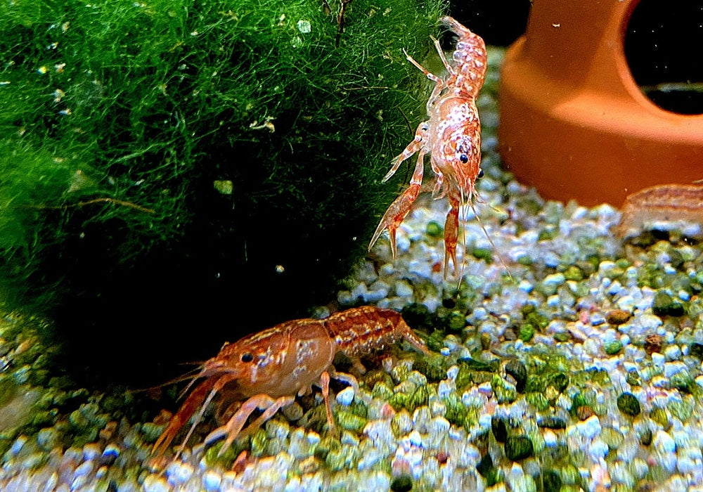 Oranger Zwergflusskrebs - Cambarellus patzcuarensis CPO aqua-teck