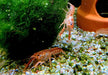 Oranger Zwergflusskrebs - Cambarellus patzcuarensis CPO aqua-teck