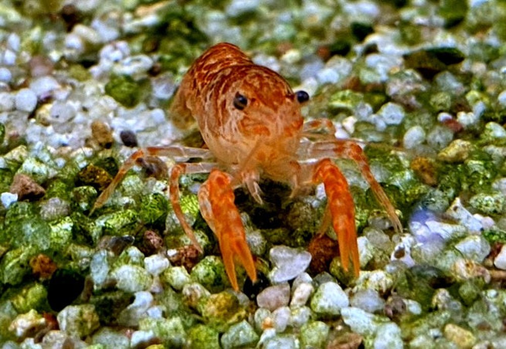 Oranger Zwergflusskrebs - Cambarellus patzcuarensis CPO aqua-teck