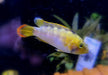 zzz_Panda-Zwergbuntbarsch - Apistogramma nijsseni aqua-teck