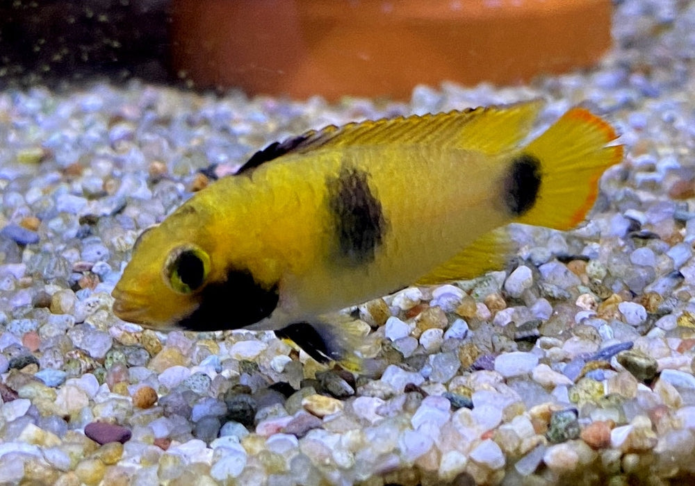 zzz_Panda-Zwergbuntbarsch - Apistogramma nijsseni aqua-teck