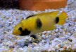 zzz_Panda-Zwergbuntbarsch - Apistogramma nijsseni aqua-teck
