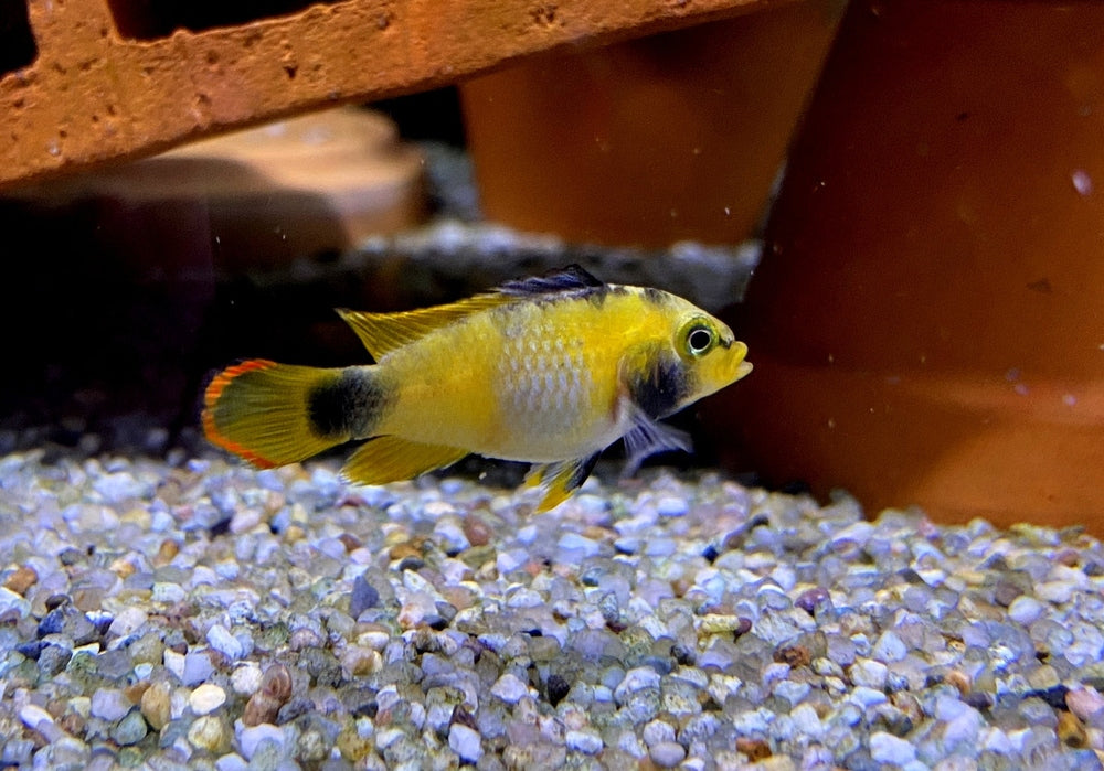 zzz_Panda-Zwergbuntbarsch - Apistogramma nijsseni aqua-teck