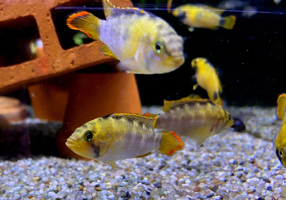 zzz_Panda-Zwergbuntbarsch - Apistogramma nijsseni aqua-teck