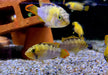 zzz_Panda-Zwergbuntbarsch - Apistogramma nijsseni aqua-teck