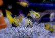 zzz_Panda-Zwergbuntbarsch - Apistogramma nijsseni aqua-teck