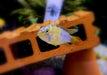 zzz_Panda-Zwergbuntbarsch - Apistogramma nijsseni aqua-teck