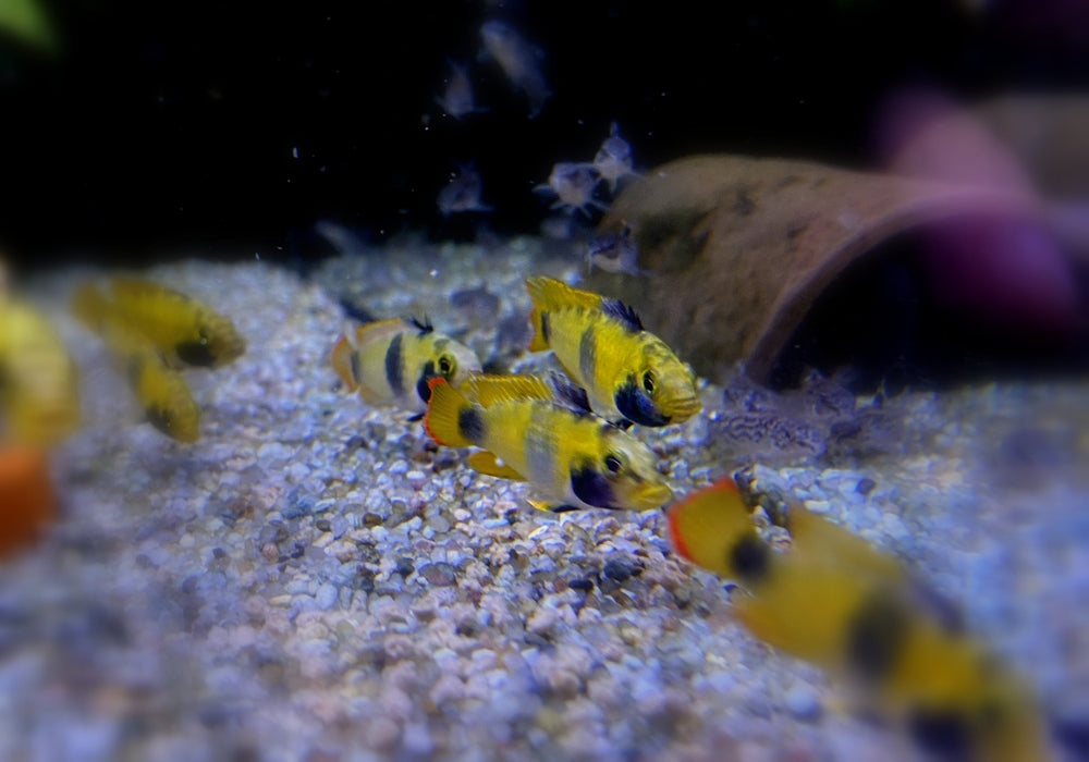 zzz_Panda-Zwergbuntbarsch - Apistogramma nijsseni aqua-teck