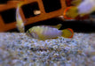 zzz_Panda-Zwergbuntbarsch - Apistogramma nijsseni aqua-teck