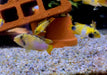 zzz_Panda-Zwergbuntbarsch - Apistogramma nijsseni aqua-teck