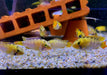 zzz_Panda-Zwergbuntbarsch - Apistogramma nijsseni aqua-teck