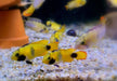 zzz_Panda-Zwergbuntbarsch - Apistogramma nijsseni aqua-teck
