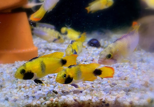 zzz_Panda-Zwergbuntbarsch - Apistogramma nijsseni aqua-teck
