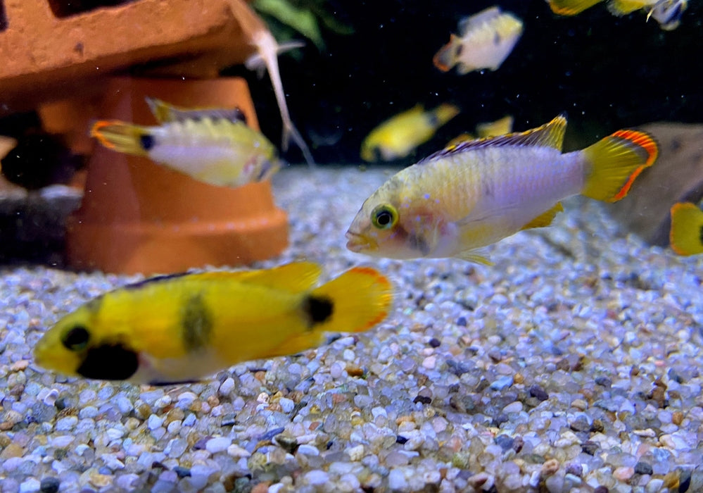 zzz_Panda-Zwergbuntbarsch - Apistogramma nijsseni aqua-teck