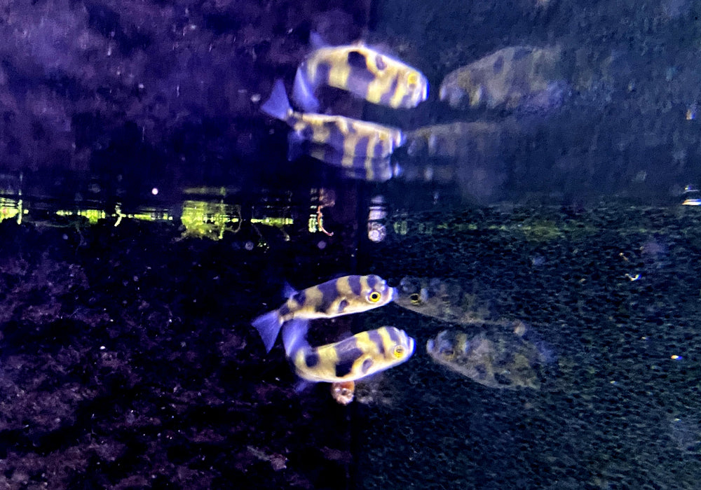 Papagei-Süßwasserkugelfisch - Colomesus asellus