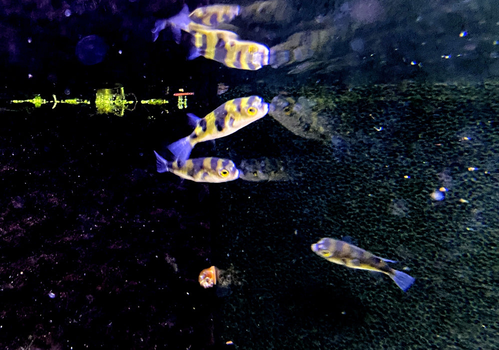 Papagei-Süßwasserkugelfisch - Colomesus asellus