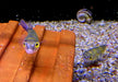 Papagei-Süßwasserkugelfisch - Colomesus asellus