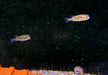 Papagei-Süßwasserkugelfisch - Colomesus asellus