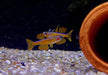 Paskas Blauauge - Pseudomugil luminatus paskai aqua-teck