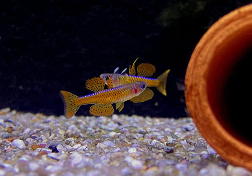 Paskas Blauauge - Pseudomugil luminatus paskai aqua-teck