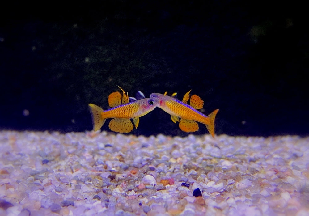 Paskas Blauauge - Pseudomugil luminatus paskai aqua-teck