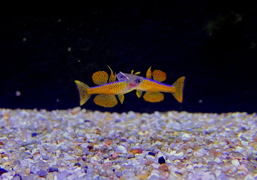 Paskas Blauauge - Pseudomugil luminatus paskai aqua-teck