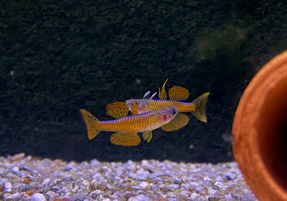 Paskas Blauauge - Pseudomugil luminatus paskai aqua-teck
