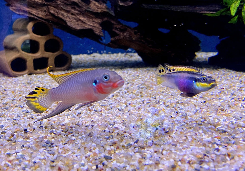 zzz Smaragdprachtbarsch "Nigeria Red" - Pelvicachromis taeniatus aqua-teck