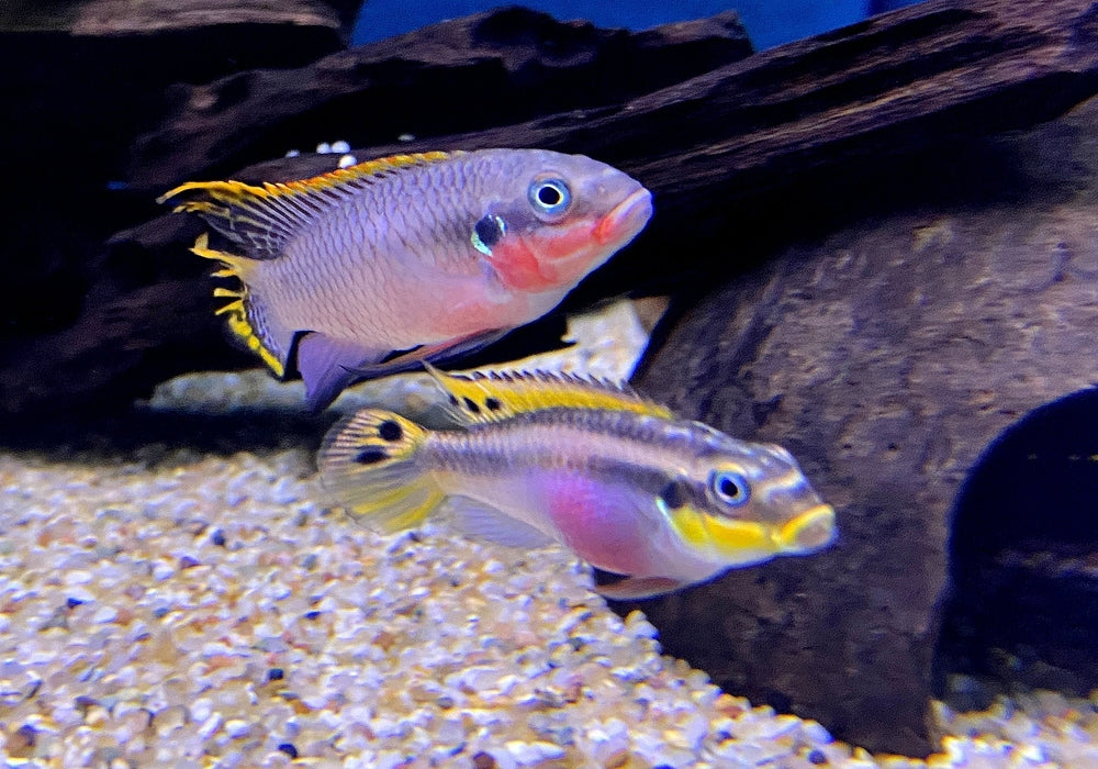 zzz Smaragdprachtbarsch "Nigeria Red" - Pelvicachromis taeniatus aqua-teck