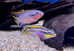 zzz Smaragdprachtbarsch "Nigeria Red" - Pelvicachromis taeniatus aqua-teck