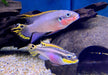 zzz Smaragdprachtbarsch "Nigeria Red" - Pelvicachromis taeniatus aqua-teck