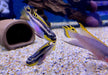 zzz Smaragdprachtbarsch "Nigeria Red" - Pelvicachromis taeniatus aqua-teck