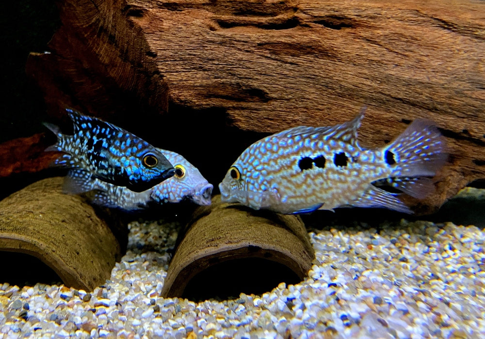 Perlcichlide - Herichthys carpintis aqua-teck