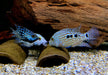 Perlcichlide - Herichthys carpintis aqua-teck