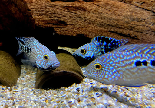 Perlcichlide - Herichthys carpintis aqua-teck