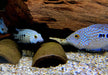 Perlcichlide - Herichthys carpintis aqua-teck