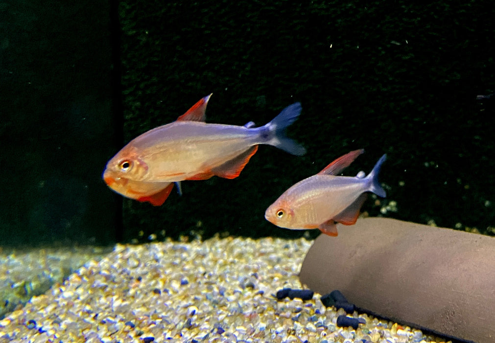 Peugeot-Salmler - Hyphessobrycon peugeotorum