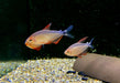 Peugeot-Salmler - Hyphessobrycon peugeotorum