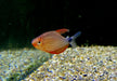 Peugeot-Salmler - Hyphessobrycon peugeotorum