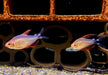 Peugeot-Salmler - Hyphessobrycon peugeotorum