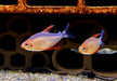 Peugeot-Salmler - Hyphessobrycon peugeotorum