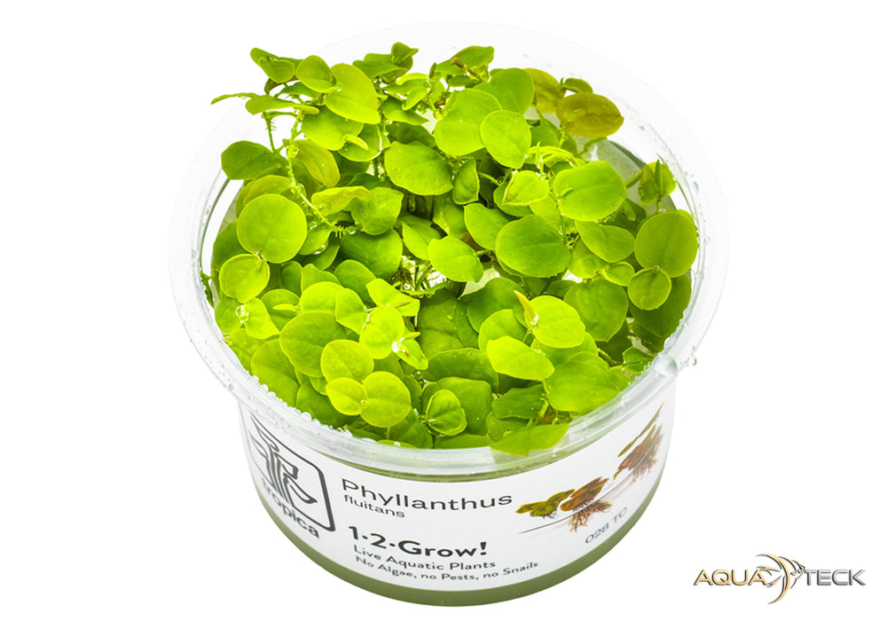 Phyllanthus fluitans (InVitro)